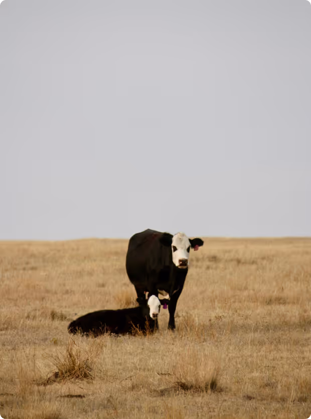 Saskatchewan 1 67603c2334487b73d05af31e 6759d38a5614ba425b153aa7 Mask20group 3