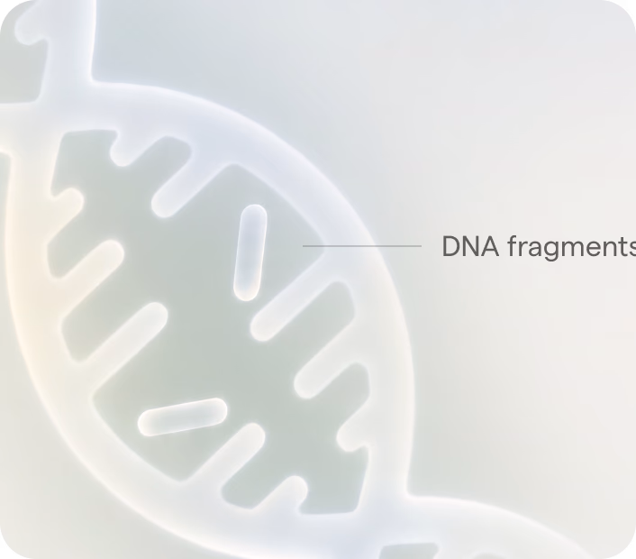 Illustration of DNA ribbons, labelled DNA fragments